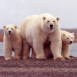 Polar bears