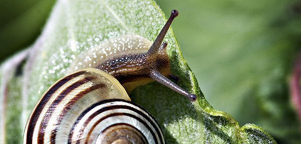 Snail