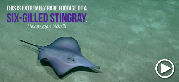Six-gilled stingray