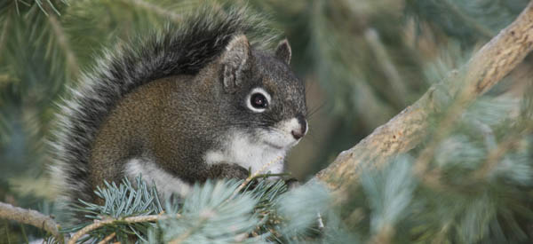 Mount Graham red squirrel