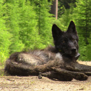 Oregon wolf