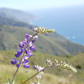 Big Sur
