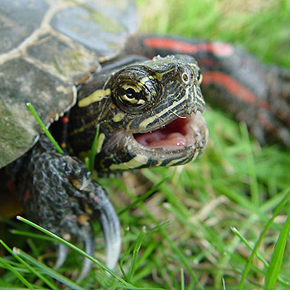 Painted turtle
