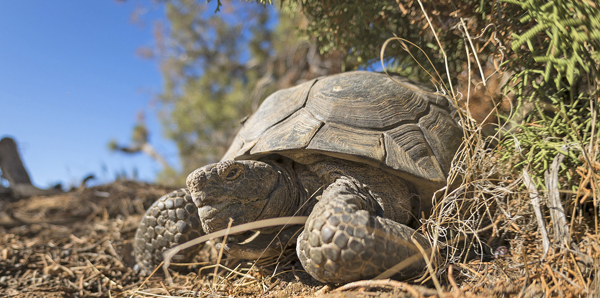 Desert tortoise