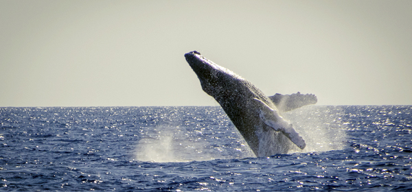 Humpback whale