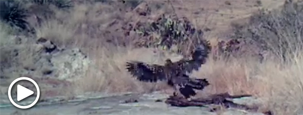 Roadrunner