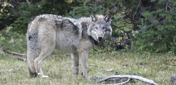 Wolf OR-10