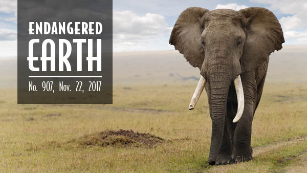 African elephant