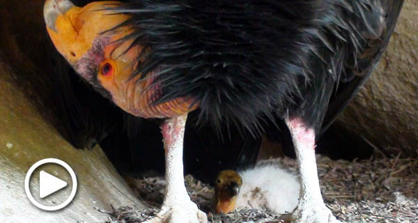 California condor chick