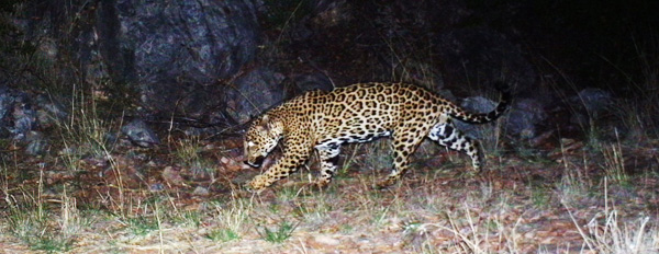 Jaguar