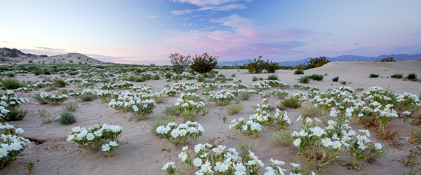 Mojave Trails National Monument