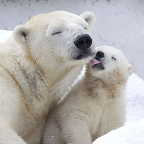 Polar bears