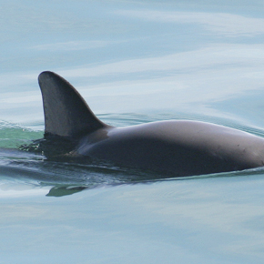 Vaquita