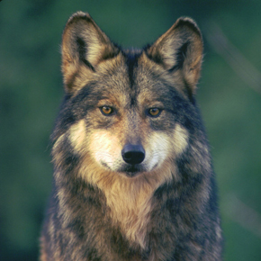 Mexican gray wolf