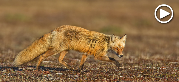 Red fox