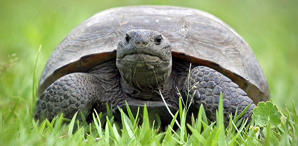 Gopher tortoise