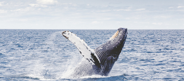 Humpback whale