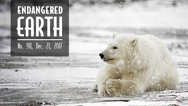 Polar bear cub