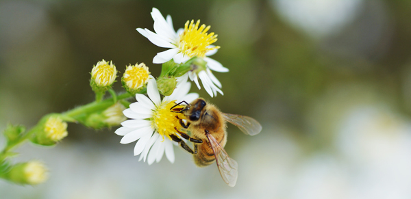 Bee