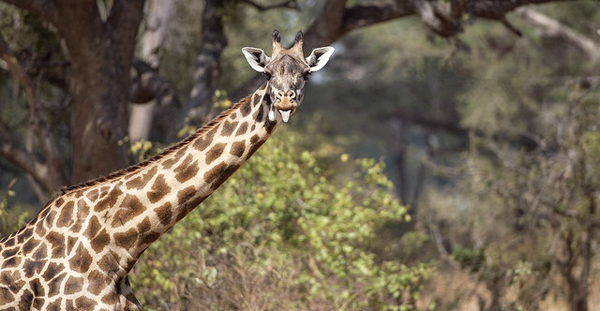 African giraffe