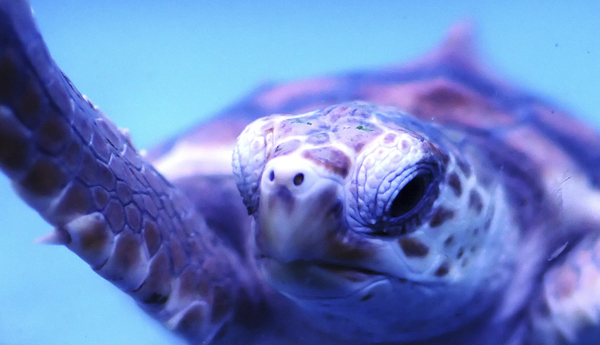 Loggerhead sea turtle