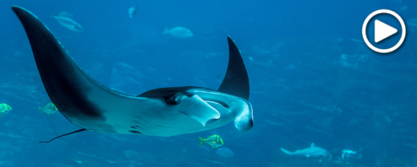 Manta ray