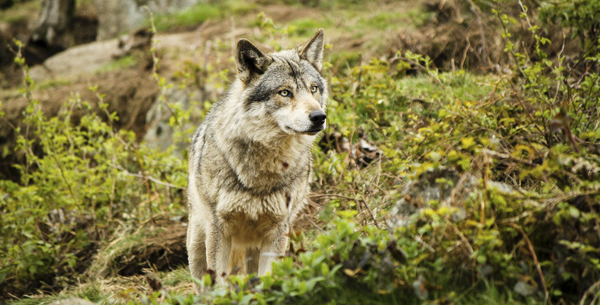 Wolf