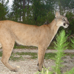 Florida panther