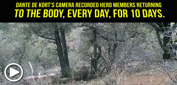 Javelina