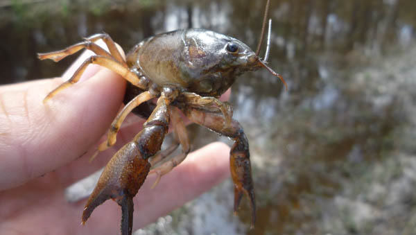 Panama City crayfish