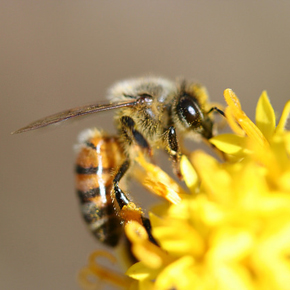 Bee