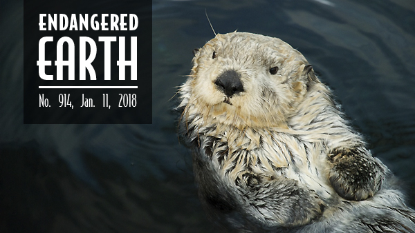 Sea otter
