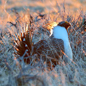 Greater sage grouse