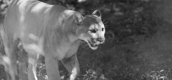 Mountain lion