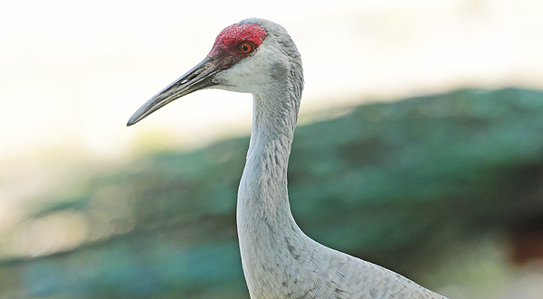 Sandhill crane