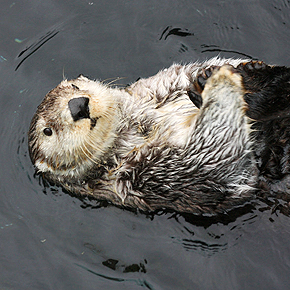 Sea otter