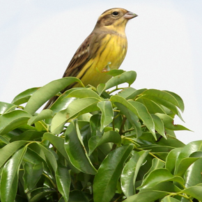 Yellow-breasted bunting