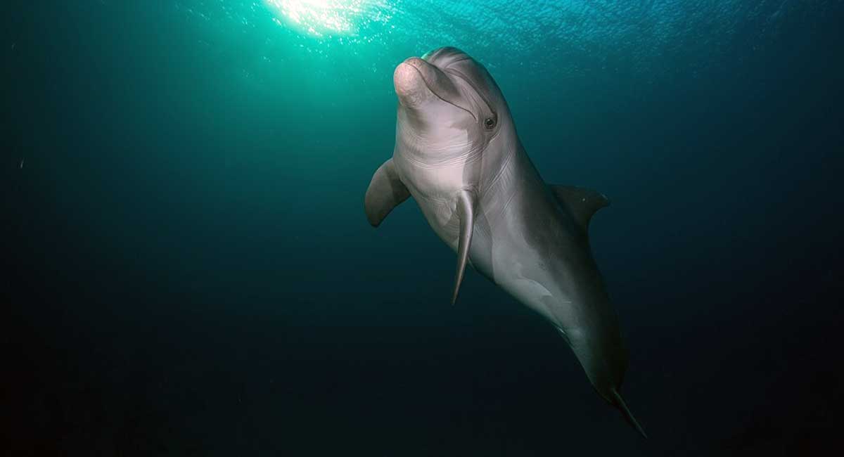 Dolphin and baby