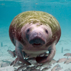 Florida manatee face