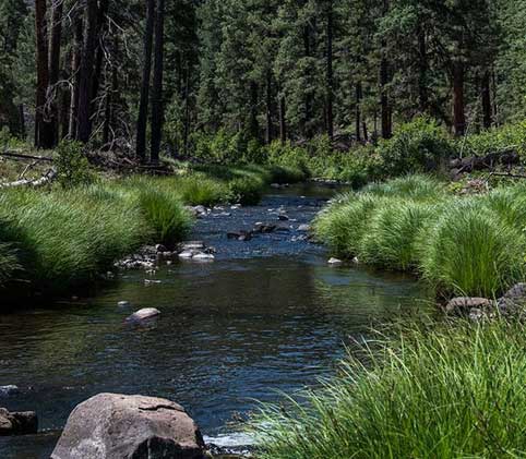 pristine habitat
