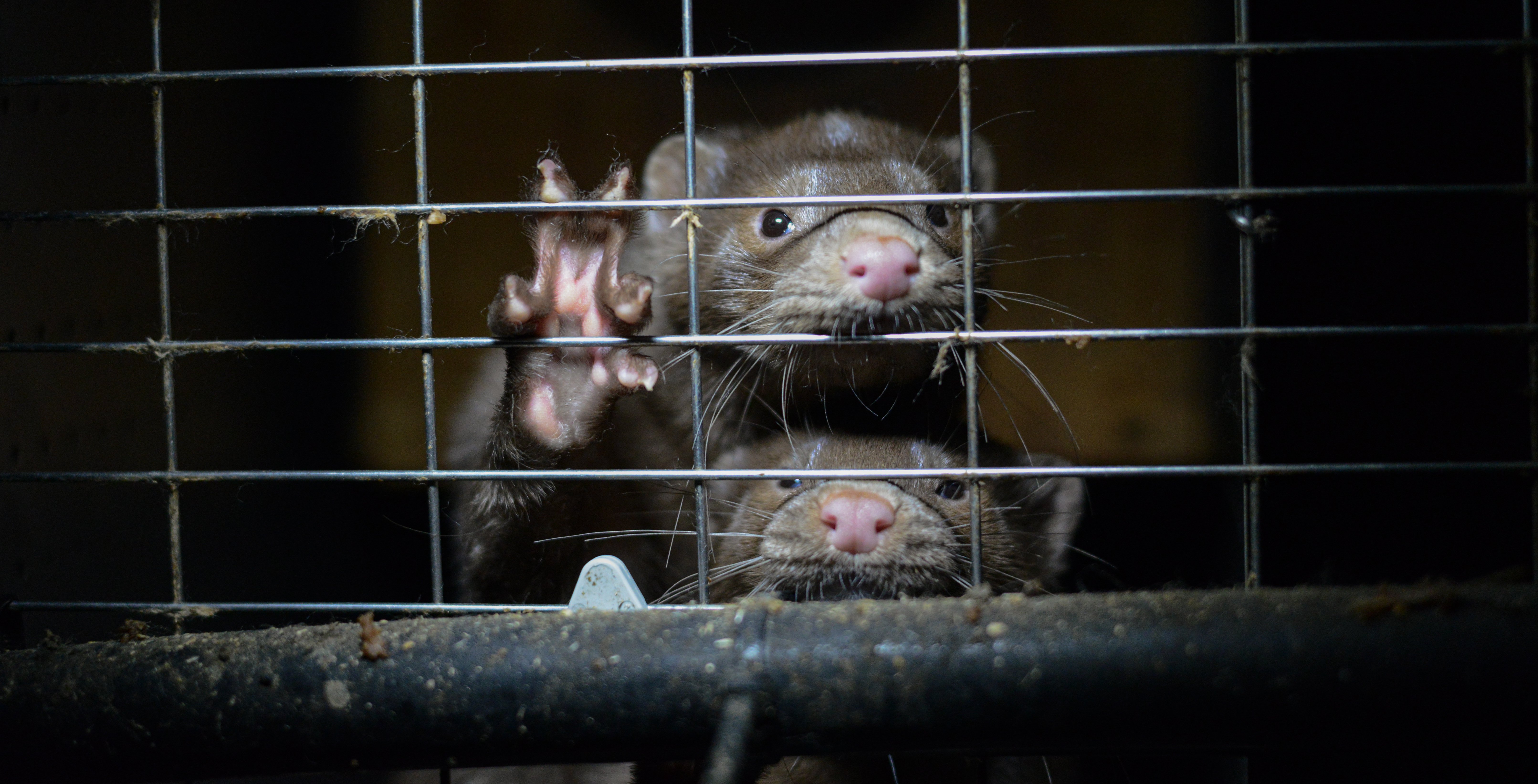 Rats and Mice  Oregon Department of Fish & Wildlife