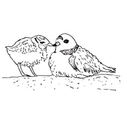 Piping plovers