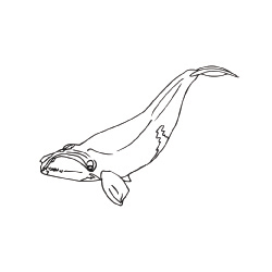 Right whale